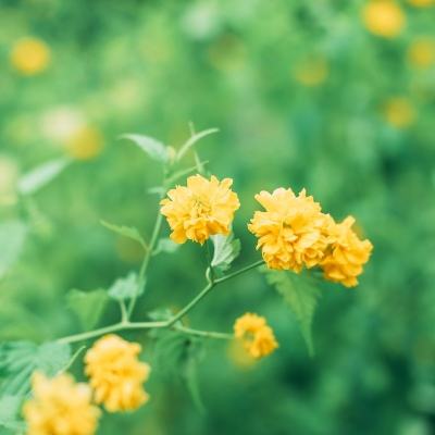 我的莫莫中文版(mymomo)下载